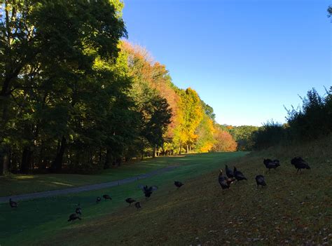 What Animals are Lurking on your Golf Course? • GolfStinks