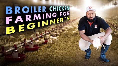 Poultry Farming For Beginners Mastering Broiler Farming Insider