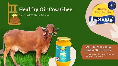 Gir Cow A2 Vedic Desi Ghee Indian Superfood Mukhia Amrutam Curd Culture