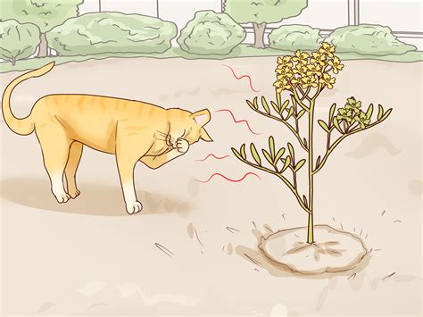 Ways To Keep Cats Out Of Your Yard Wikihow