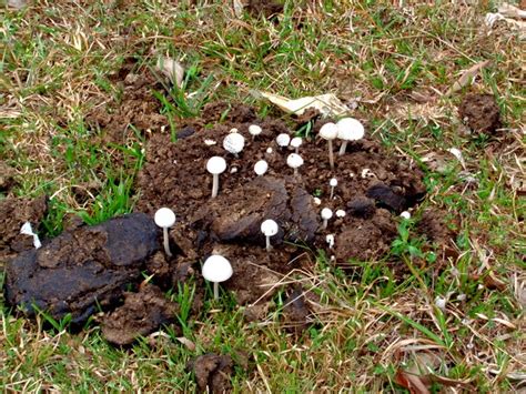 What Kind Of Mushrooms Grow In Cow Manure Arabic Blog