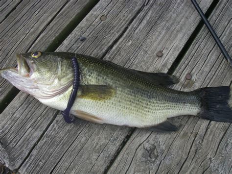 62424 Bass 62424 Caught Three Bass This Morning Before It Got Too