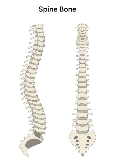 Premium Vector Human Anatomy Spine In Vector