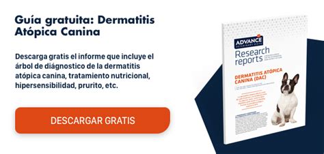 Dermatitis Por Malassezia Vets And Clinics