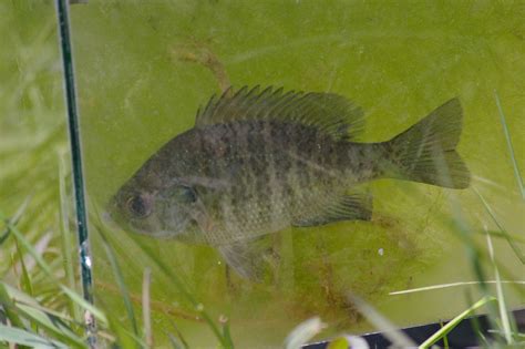 Bluegill Fishes Of The Upper Green River Ky · Inaturalist