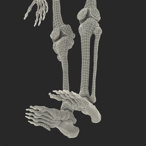 Human Male Skeleton D Model Ds Fbx Obj Max Ma C D Blend