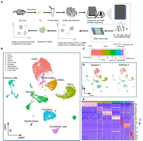 Frontiers Single Cell Transcriptomic Profile Of Satellite Glial Cells