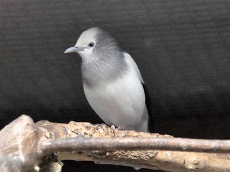 Sturnus Sinensis White Shouldered Starling In Dierenpark Taman Indonesia