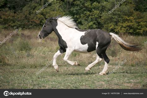 Black And White Colored Paint Horse Galloping On The Field — Stock