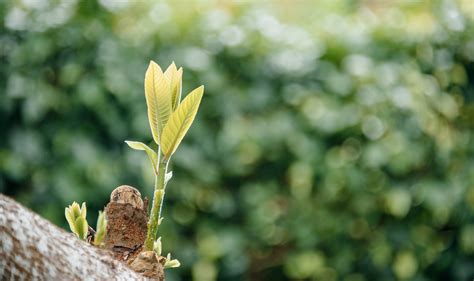 Banco De Imagens Folha Vegetação Flora Ramo Plantar Primavera