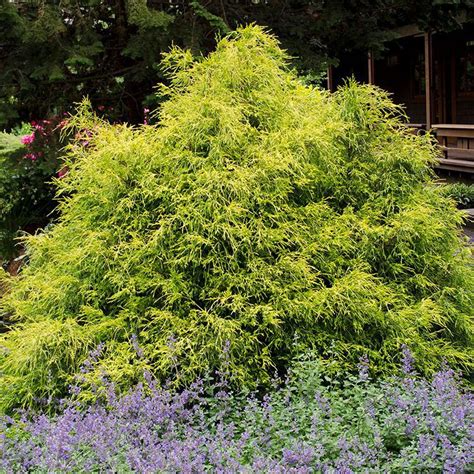 Chamaecyparis Pisifera Golden Mop Sawara Cypress Siteone