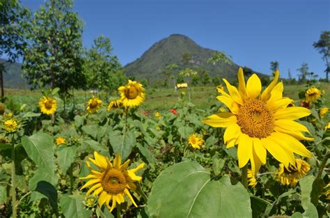 5 Taman Wisata Bunga Di Jawa Timur Yang Cocok Bagi Liburanmu