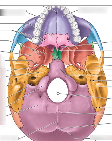 Cranial Vault Diagram Quizlet