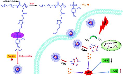 Schematic Illustration Indicating The Preparation Of Np‐dn‐por