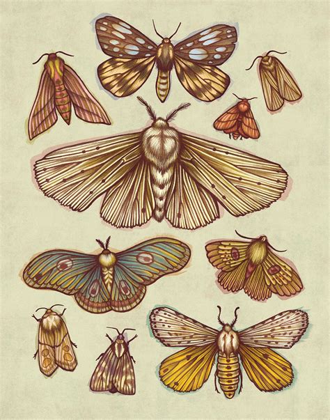 Kate O Hara Moth Art Print Moth Art Moth Drawing