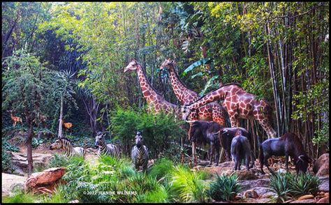 Jungle Cruise Disneyland Zebras Giraffes Wildebeest Flickr