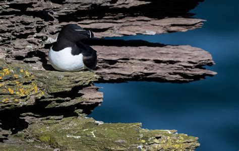 Razorbill Images – Browse 2,617 Stock Photos, Vectors, and Video ...