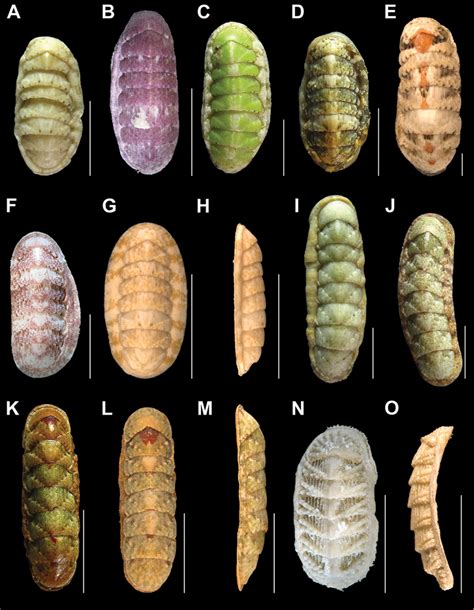 Chitons Mollusca Polyplacophora From Alacranes Reef Yucatan Mexico