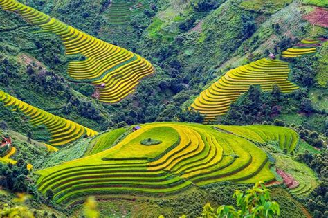 Mu Cang Chai S Rice Terraces Vietnam S Natural Splendor