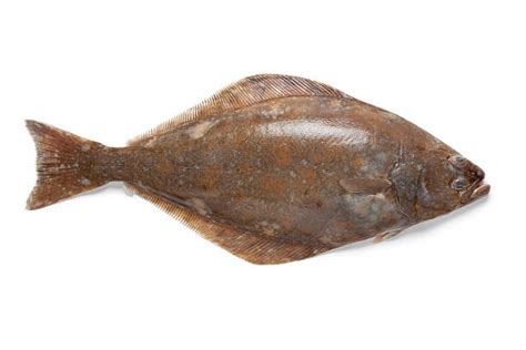 Halibut Stock Photos Pictures And Royalty Free Images Istock