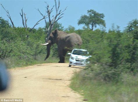 Raging Bull Elephant Flips Over British Couples Car On South African