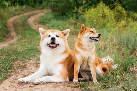 Meet Japans 6 Native Dog Breeds Tokyo Weekender