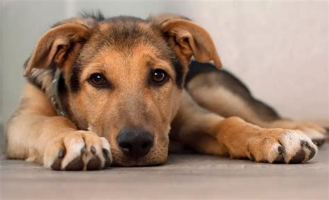 Bobi il cane più vecchio del mondo muore alletà di 31 anni Scienze