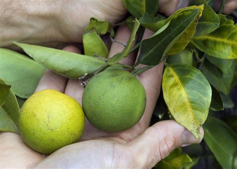 Breakthrough Made In Citrus Greening Research