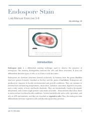 Lab 10 Endospore Stain Pdf Endospore Stain Lab Manual Exercise 3 9