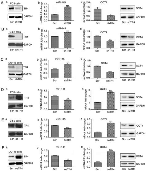 Tr4 Suppresses Mir 145 But Promotes Oct4 Expression In Pca Cell Lines