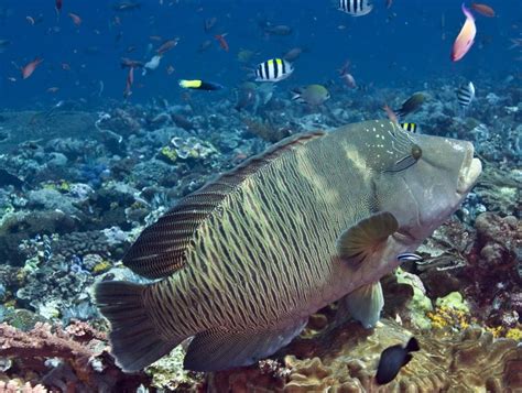 Humphead Wrasse Facts Pictures And Information Discover An Amazing