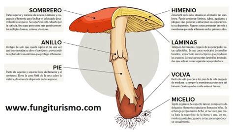 MEDIO NATURAL UN ESPACIO COMPARTIDO El Reino Fungi