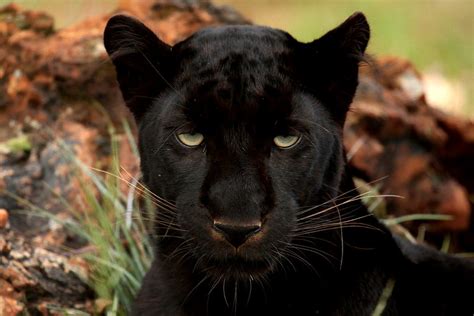 Difference Between Panther and Leopard – Pediaa.Com