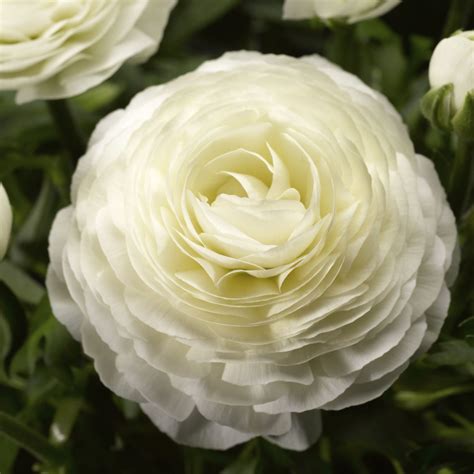 Ranunculus Asiaticus Magic White Muller Seeds