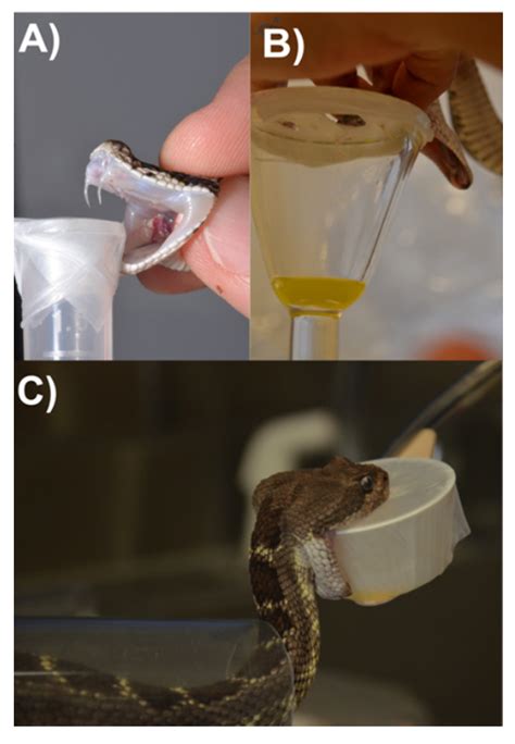 Serpientes Mexicanas Y El Desarrollo De Antivenenos