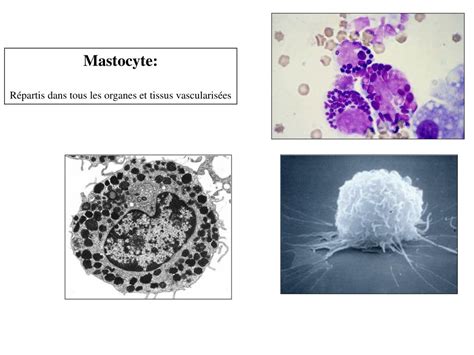 PPT LA REACTION INFLAMMATOIRE Illustrations PowerPoint Presentation