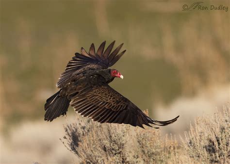 Turkey Vulture Takeoff And Flight Series – Feathered Photography