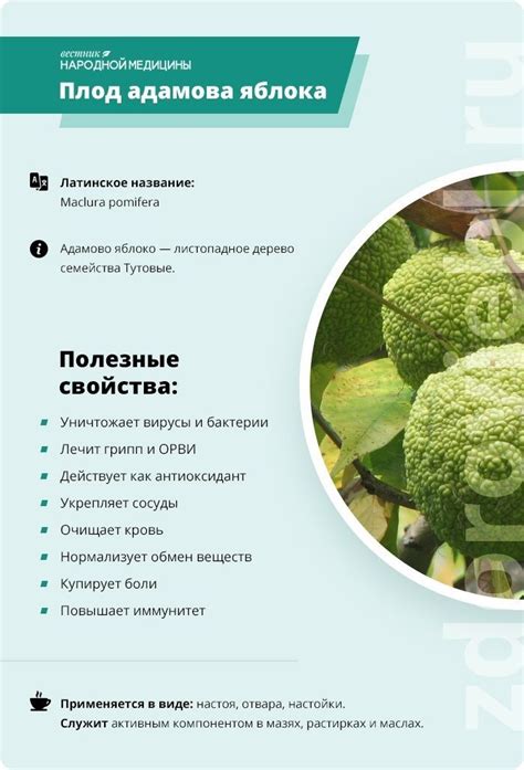 Плод адамова яблока (маклюры) - полезные свойства | Лекарственные ...