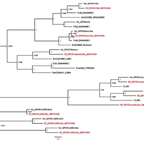 Phylogenetic Tree Analysis Of The Class A Neuropeptide Gpcrs From Download Scientific Diagram