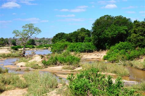 Landscape Of The Kruger National Park In South Africa Stock Image