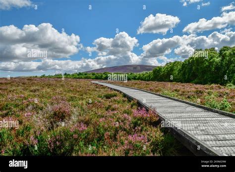Scottish Moss Hi Res Stock Photography And Images Alamy