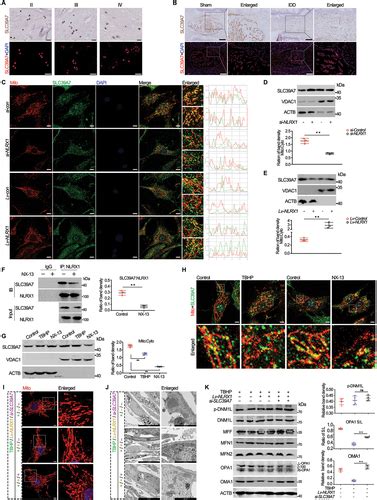 Full Article The Nlrx1 Slc39a7 Complex Orchestrates Mitochondrial