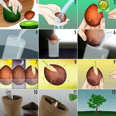 NÁvod Jak Si Doma Vypěstovat Avokádo Z Pecky Stačí Sklenička Ašpejle