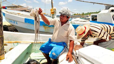 INICIA LA CAPTURA DE PULPO Campeche HOY