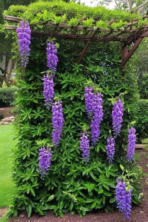 10 Best Evergreen Vines For Trellis