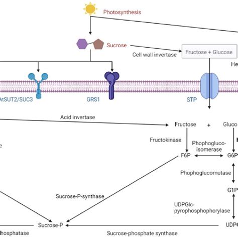 Schematic Representation Of The Two Typical Rfos Biosynthetic Pathways