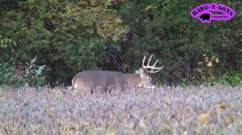 Deer Hunting Early Season Big Dominant Whitetail Buck Checking Does Youtube