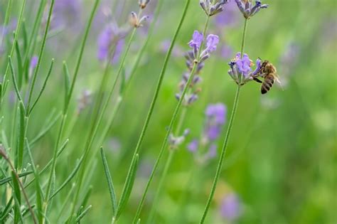 La Abeja Poliniza Las Flores De Lavanda Decaimiento De Plantas Con