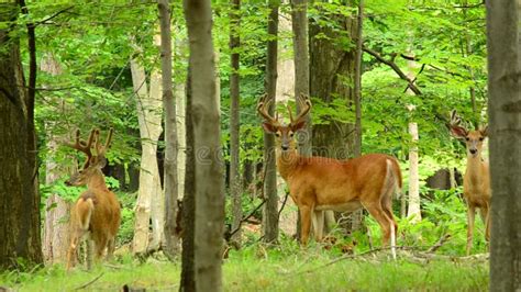 Whitetail Doe Deer Stomping And Snorting In The Wild Stock Footage