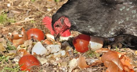 Astuces Est ce que les poules mangent les épluchures de carottes